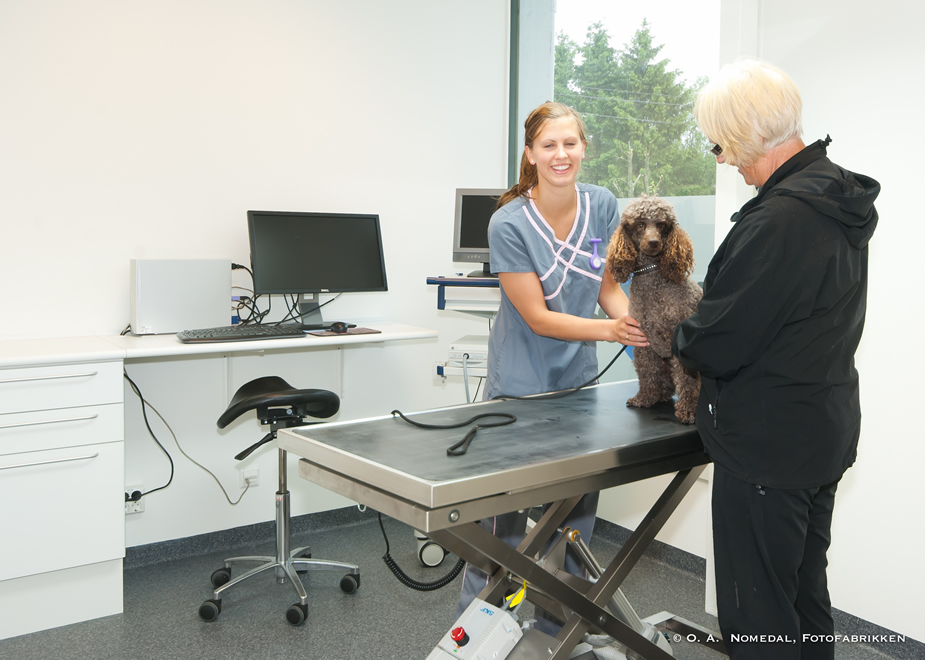 Read more about the article Mandal Dyreklinik