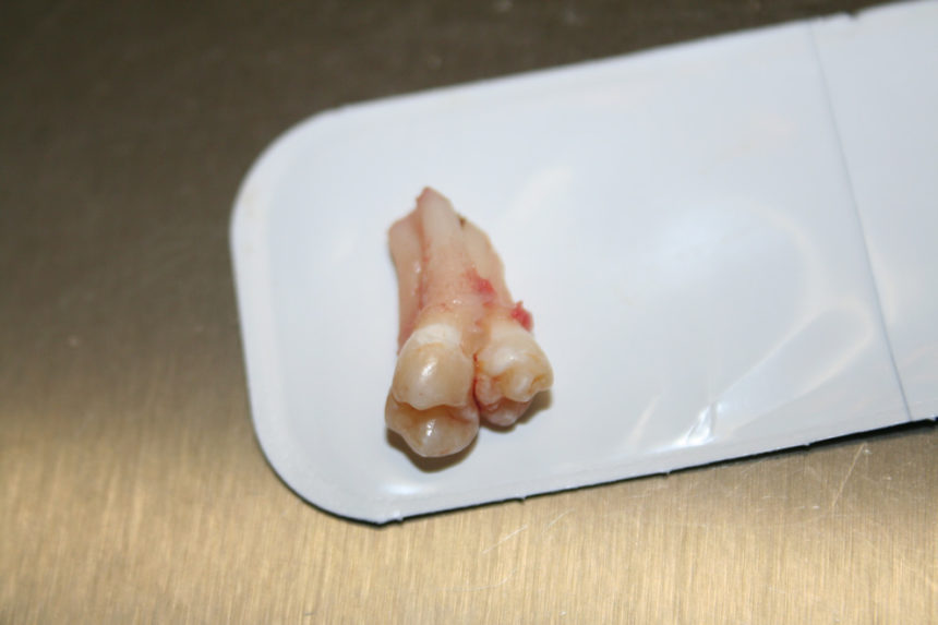 Kongsnes-2011-22-860x573