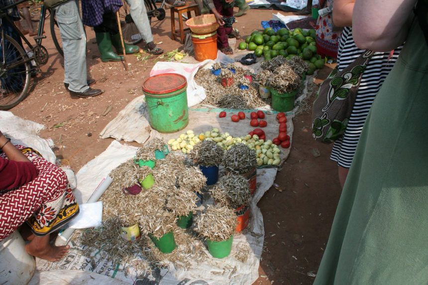 Kongsnes-2011-4-860x573